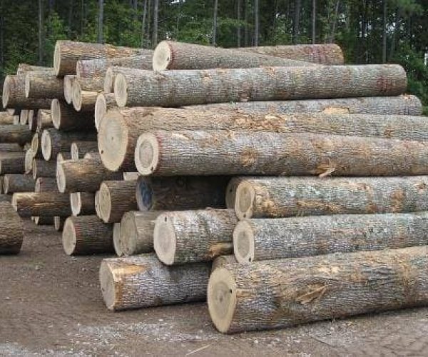 imgi_118_European White Ash Logs-1