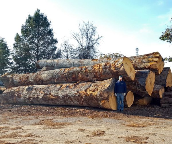 imgi_193_01_white_oak_logs_hearne_hardwoods_inc-copy